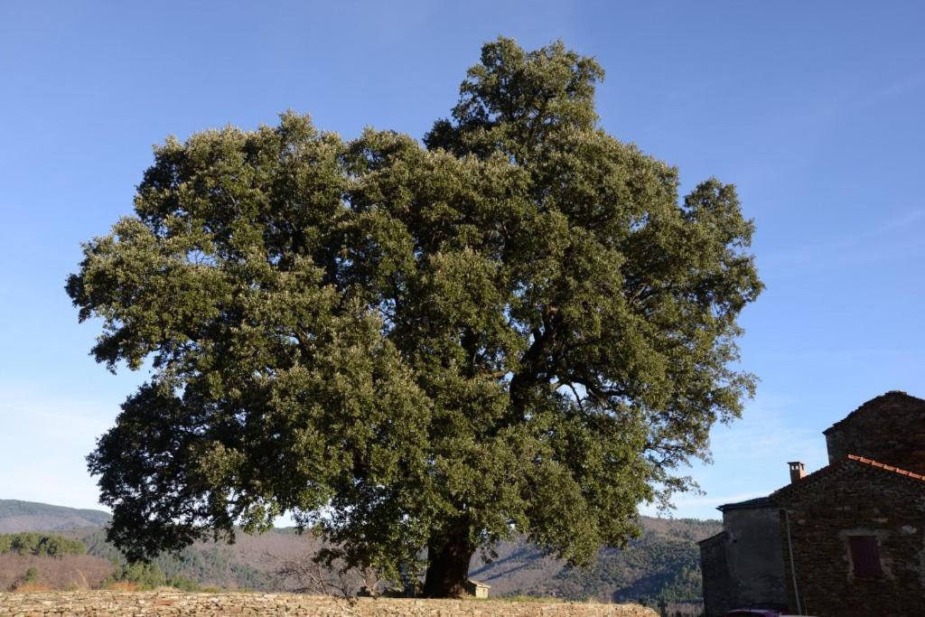La Vallee De Gaia Bed & Breakfast Saint-Hilaire-de-Lavit ภายนอก รูปภาพ